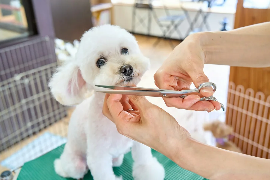 Hands trimming a small white dog with scissors.